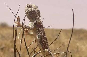 Desert Reptiles Reflect Rich Biodiversity at Imam Turki bin Abdullah Royal Reserve