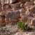 Wild Sorrel Flourishes as Staple of Traditional Regional Cuisine
