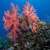 World Environment Day: Red Sea Sets Model for Prioritizing Nature Protection Before Tourism Development