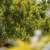 10 Million Trees Supply Markets with More Than 560,000 Tons of Fruit