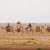 Camel Training: A Heritage Skill Passed Down by Bedouin Communities