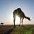 Camels Reflect Rich Heritage and Growing Economic Potential
