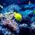 KAUST Leads First Global Assessment of Marine Ecosystems