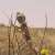 Desert Reptiles Reflect Rich Biodiversity at Imam Turki bin Abdullah Royal Reserve
