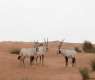 EAD: Abu Dhabi continues to develop innovative solutions to enhance climate adaptation, protect natural resources