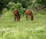 Aseer Emerges as Model for Environmental Diversity and Conservation