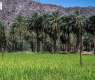Najran Advances Agricultural Sustainability with Innovative Farming Trials