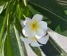 From Plains to Coast: Plumeria Elevates Jazan’s Natural Landscape
