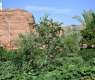 AlUla Summer Fruits Season Highlights Agricultural Diversity and Rich Natural Environment