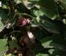 Najran's Fig Orchards: Growing Production, Sustainable Agricultural Investment