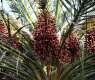 Madinah's Date Market Bustles as Rutab Season Opens