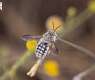 Wool Carder Bees Enhance Biodiversity in Northern Borders Region