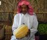 Hasawi Watermelon Boosts Al-Ahsa’s Summer Market Season