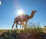 Camels Stand as Key Heritage Symbol in Northern Borders Region