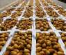 Rothana Dates Gain Strong Demand as Harvest Season Begins
