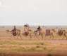 Camel Training: A Heritage Skill Passed Down by Bedouin Communities