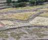 Wheat Harvest Season Adorns Agricultural Terraces in Aseer
