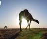 Camels Reflect Rich Heritage and Growing Economic Potential