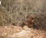 Imam Turki bin Abdullah Royal Reserve Monitors Impact of Summer Solstice on Vegetation and Wildlife