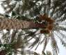 Rabia Rutab Dates Open Saudi Harvest Season as Markets Receive Early Varieties
