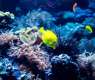 KAUST Leads First Global Assessment of Marine Ecosystems