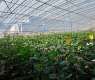 Hotan Greenhouses Deploy Smart Agricultural Tech to Secure Food Supply in Southern Xinjiang