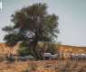 Acacia Trees Provide Vital Habitat and Support Sustainable Biodiversity in Desert Ecosystems
