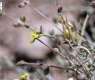Libyan Helianthemum Reflects Rich Plant Diversity of Northern Borders Region