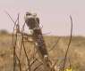 Desert Reptiles Reflect Rich Biodiversity at Imam Turki bin Abdullah Royal Reserve