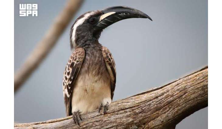 طائر 