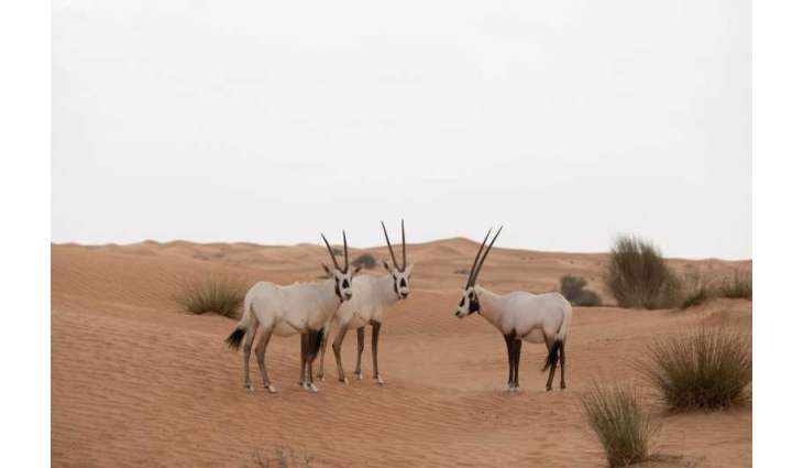 EAD: Abu Dhabi continues to develop innovative solutions to enhance climate adaptation, protect natural resources
