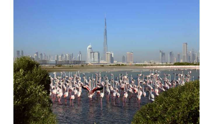 محمية رأس الخور بدبي وجهة بيئية رائدة للاستدامة والحياة الفطرية