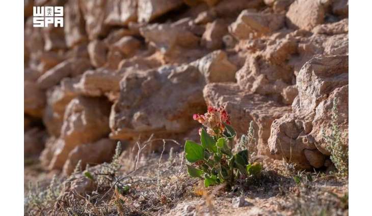 Wild Sorrel Flourishes as Staple of Traditional Regional Cuisine