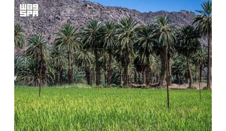 Najran Advances Agricultural Sustainability with Innovative Farming Trials