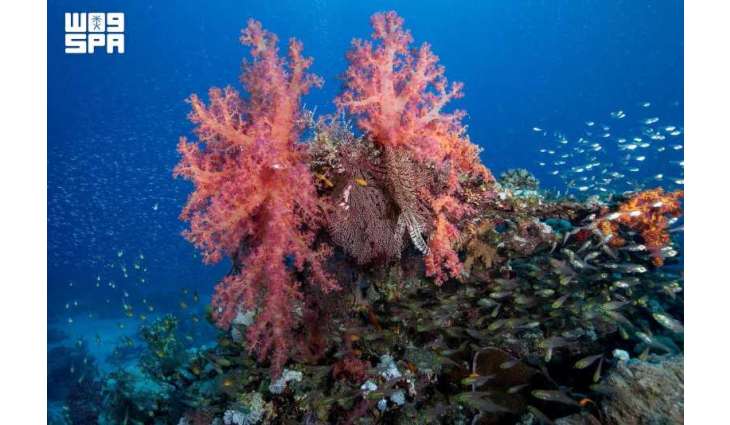 World Environment Day: Red Sea Sets Model for Prioritizing Nature Protection Before Tourism Development