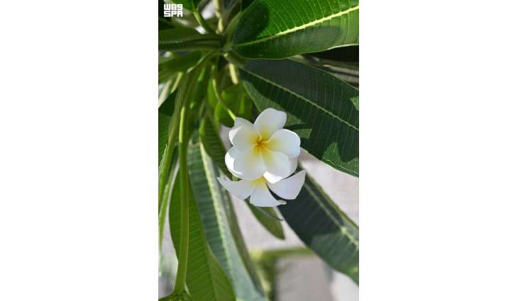 From Plains to Coast: Plumeria Elevates Jazan’s Natural Landscape