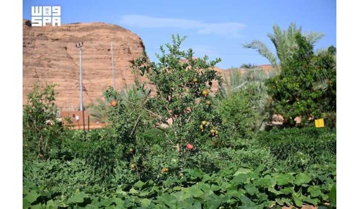 AlUla Summer Fruits Season Highlights Agricultural Diversity and Rich Natural Environment