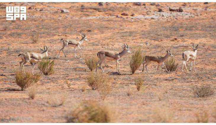 More Than 40 Arabian Sand Gazelle Births at Imam Turki bin Abdullah Royal Reserve Reinforce Wildlife Recovery Indicators