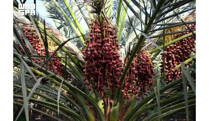بدء موسم الرطب بالمدينة المنورة.. والمزارعون يترقبون حصاد 