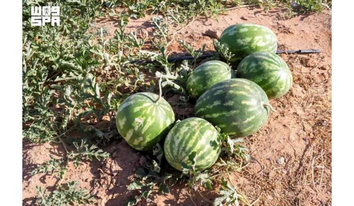 إنتاج أكثر من 120 ألف طن من البطيخ يعزز مكانة الجوف الزراعية