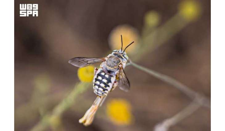 Wool Carder Bees Enhance Biodiversity in Northern Borders Region