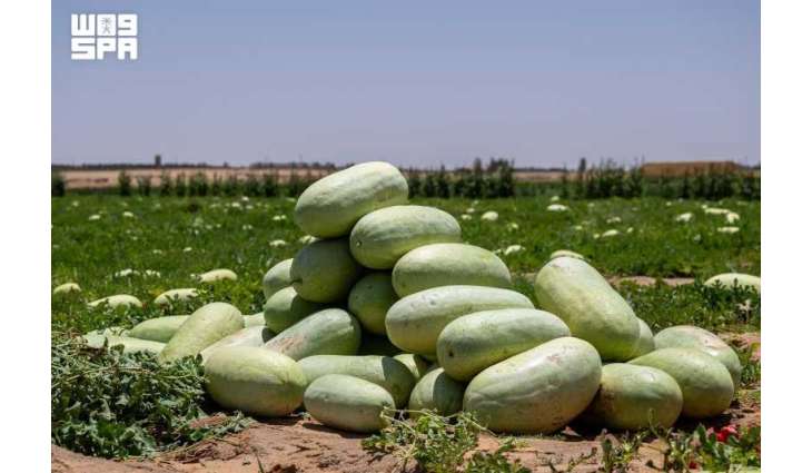 حقول الحبحب بالقصيم.. ثمار الصيف وحكاية عطاء زراعي متجدد