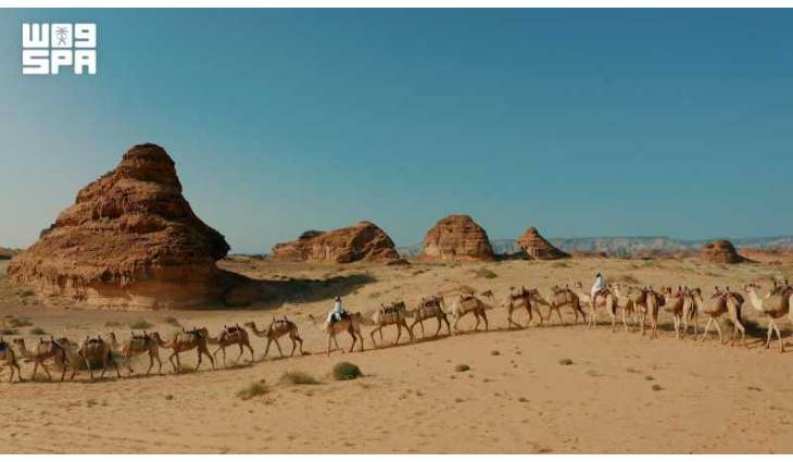 في اليوم العالمي للإبل.. العُلا تحتفي بإرث الإبل وتعيد صياغة حضورها في المشهد الثقافي والرياضي