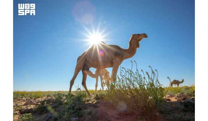 اليوم العالمي للإبل.. نحو 70 ألف رأس في الحدود الشمالية تجسد عمق الإرث الثقافي ودعم التنمية المستدامة