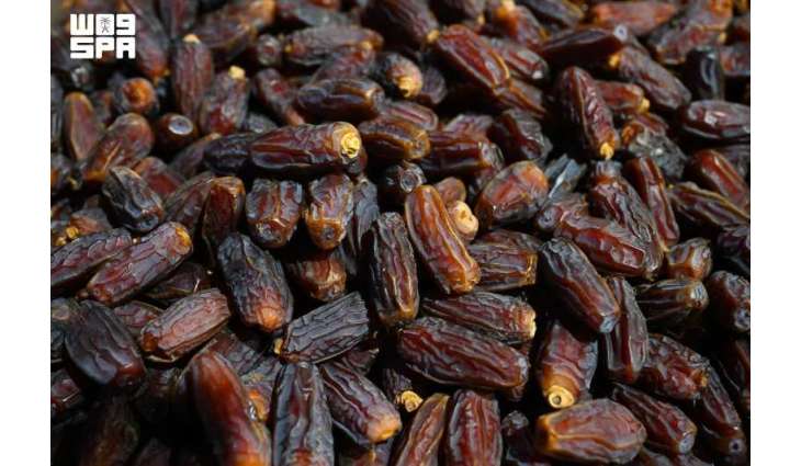 Madinah Region Ranks Third in Saudi Date Production at 344,000 Tons Annually