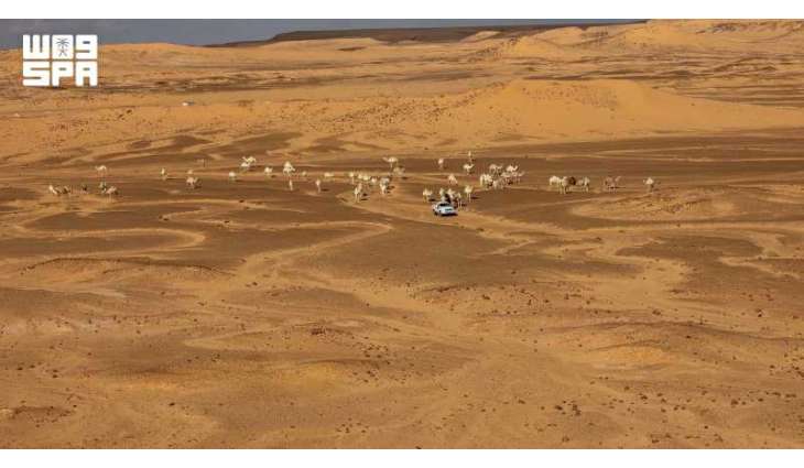 Arabian Horses and Camels Enrich Desert Tourism in Northern Borders Region