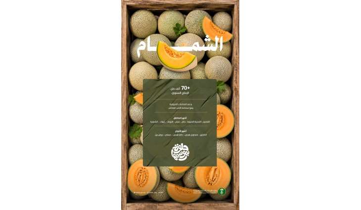 بإنتاج يتجاوز 70.5 ألف طن.. الشمام المنتج محليًا يغذي أسواق المملكة بأجود الأصناف