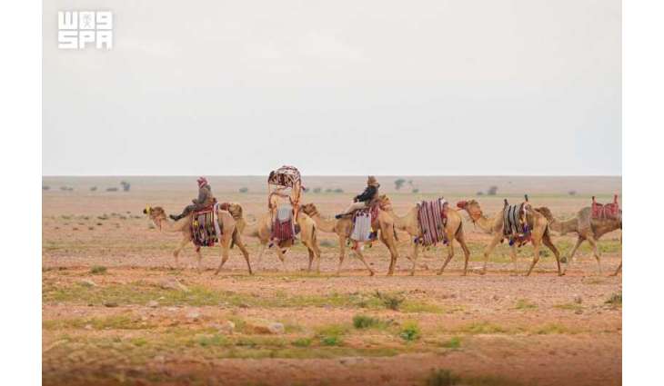 Camel Training: A Heritage Skill Passed Down by Bedouin Communities