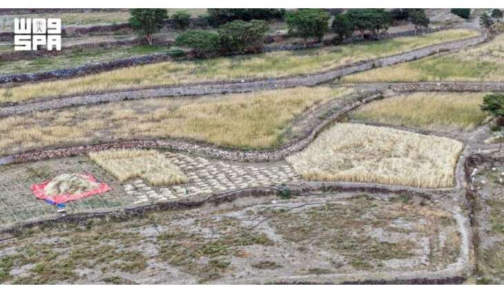 Wheat Harvest Season Adorns Agricultural Terraces in Aseer