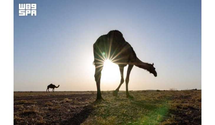 Camels Reflect Rich Heritage and Growing Economic Potential